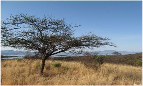 Zdjęcie ETIOPIA / Etiopia południowa / Nechisar National Park / Widok na jezioro Chamo