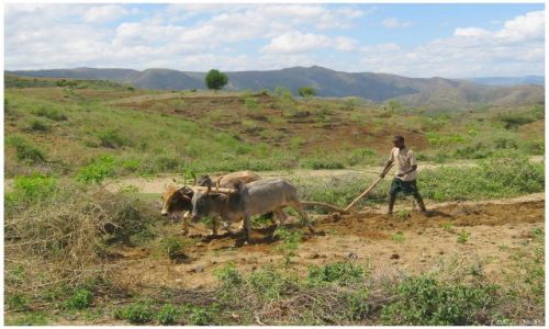 Zdjecie ETIOPIA / Etiopia poudniowa / w drodze do Jinka / Oracz