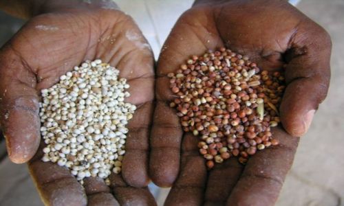 Zdjecie ETIOPIA / brak / Harar / Sorgo