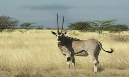 Zdjecie ETIOPIA / Awasha National Park / Nahzaret / Oryx