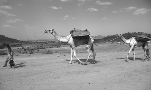Zdjecie ETIOPIA / Północna - środkowa Etiopia / Północna Etiopia gdzieś po drodze / młodociana karawana