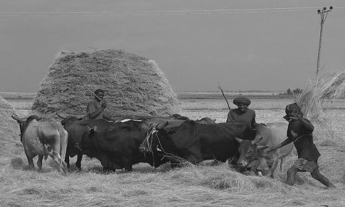 Zdjecie ETIOPIA / Północna - środkowa Etiopia / gdzieś po drodze / Zwierzęce oddzielacze ziarna od plew
