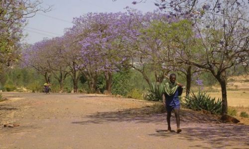 Zdjecie ETIOPIA / Północna - środkowa Etiopia / Północna Etiopia gdzieś po drodze / Do roboty do roboty hej!