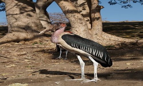 Zdjecie ETIOPIA / brak / Awassa / AWASSA