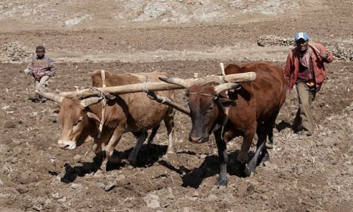 Zdjecie ETIOPIA / Północna Etiopia / Okolice Kombolchy / LALIBELA - KOMBOLCHA - ADIS ABEBA