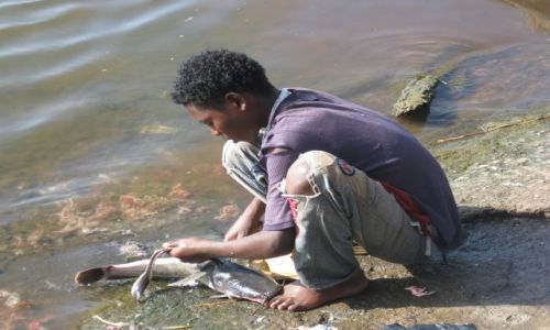 Zdjęcie ETIOPIA / awassa / fish market / świeża rybka