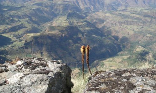 Zdjecie ETIOPIA / Amhara / szlak Sankaber-Geech/Simien / Samotne kwiatki