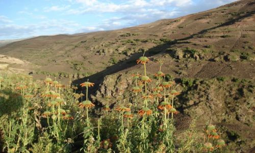 Zdjecie ETIOPIA / Amhara / droga Sankaber - Geech / Simien / Rolinno Simien
