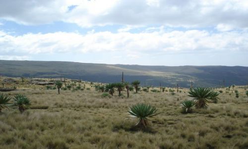 Zdjecie ETIOPIA / Amhara / trasa Imet Gogo - Sankaber / Simien / Krajobraz z palmami