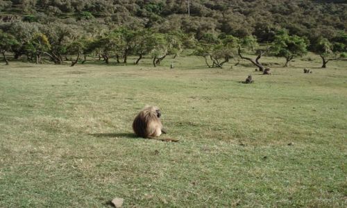 Zdjecie ETIOPIA / Amhara / trasa Geech - Sankaber / Simien / Samotna gelada