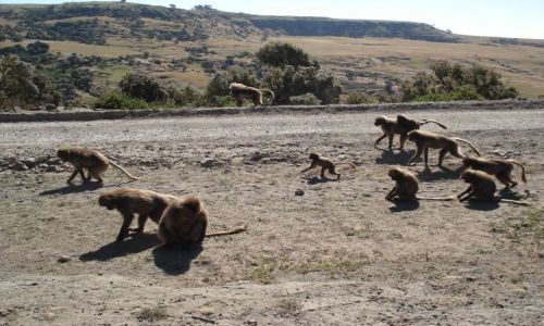Zdjęcie ETIOPIA / Amhara / trasa Sankaber - Debark/ Simien / Stado gelad