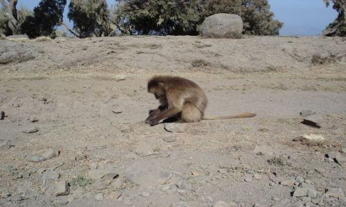 Zdjecie ETIOPIA / Amhara / trasa Sankaber - Debark/ Simien / Gelada