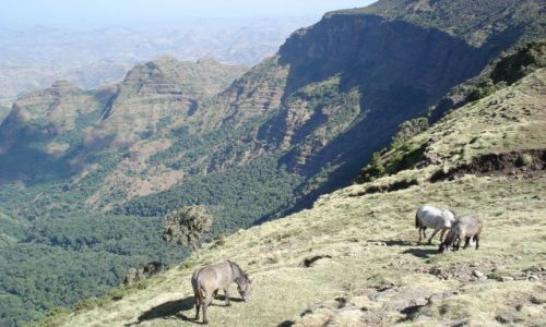 Zdjecie ETIOPIA / Amhara / trasa Sankaber - Debark/ Simien / Nad przepaci