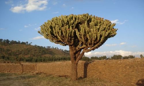 Zdjęcie ETIOPIA / Tigray / Aksum / Dungur / Drzewko kaktusowe