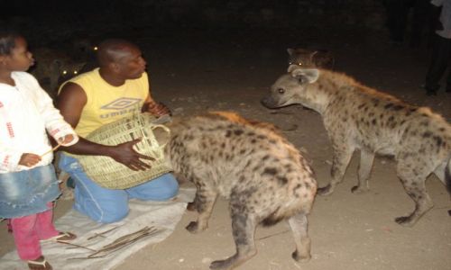 Zdjecie ETIOPIA / Harari / Harar / Karmienie hien