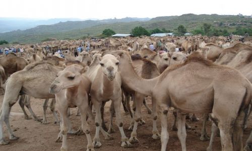 Zdjcie ETIOPIA / Harari / Babile / Wielbdowisko
