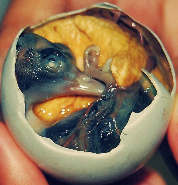 Zdj cia: El Nido, Palawan, Balut - filipiński przysmak, FILIPINY Zdj cia: El Nido, Palawan, Balut - filipiński przysmak, FILIPINY