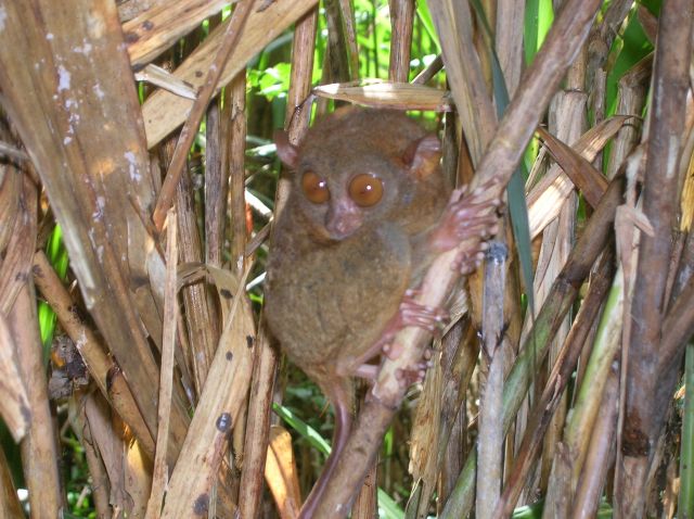 Zdjęcia: Tarsier Sanctuary, Bohol, Tarsjusz, FILIPINY Zdjęcia: Tarsier Sanctuary, Bohol, Tarsjusz, FILIPINY