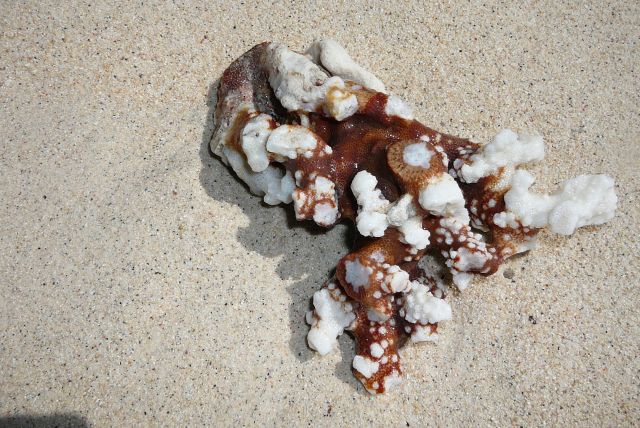Zdjęcia: El Nido, Palawan, Znalezisko, FILIPINY Zdjęcia: El Nido, Palawan, Znalezisko, FILIPINY