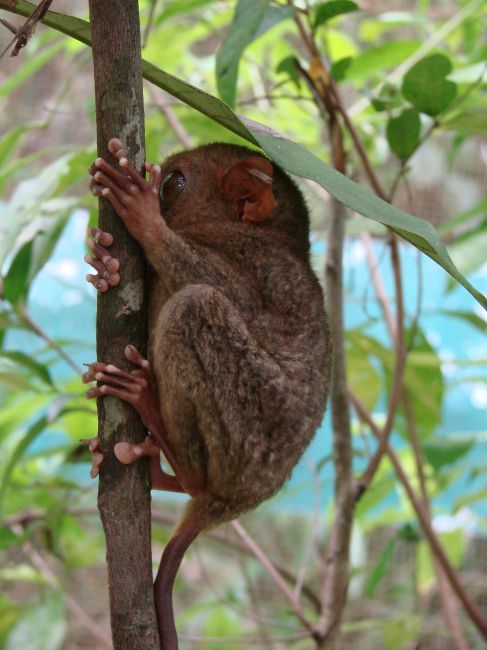 Zdjęcia: Bohol, azja, wyrak w porze odpoczynku, FILIPINY Zdjęcia: Bohol, azja, wyrak w porze odpoczynku, FILIPINY