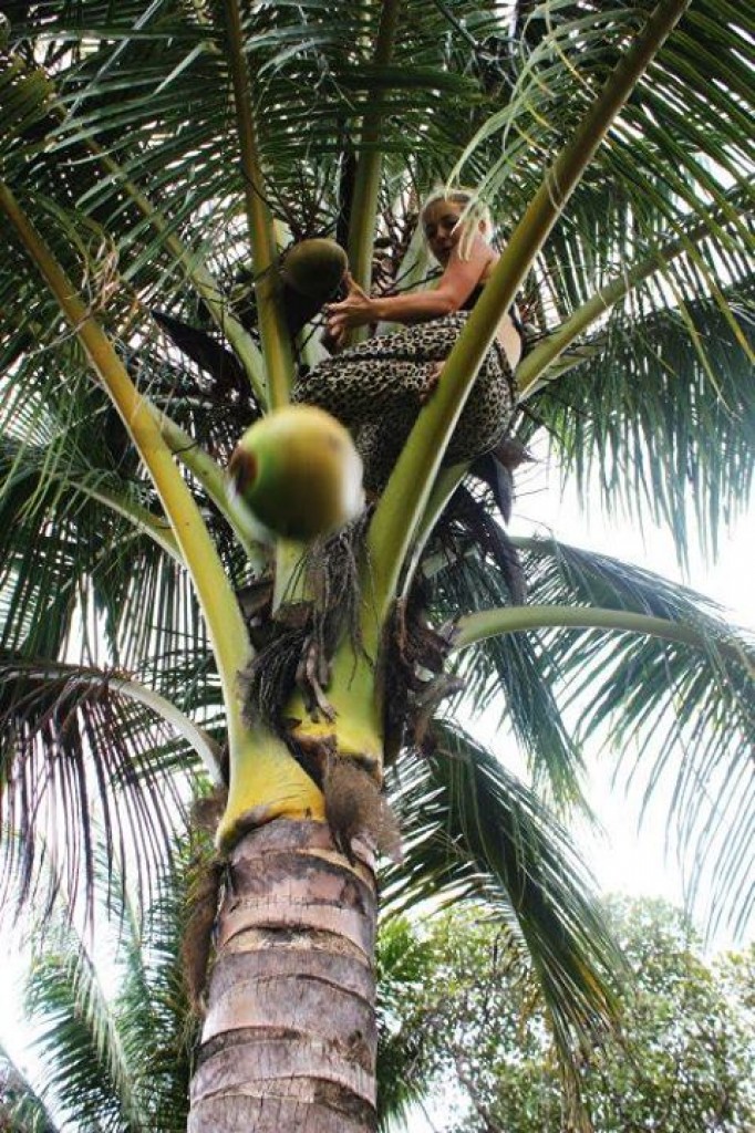 Zdjęcia: puerto princessa, palawan, palmtree, FILIPINY Zdjęcia: puerto princessa, palawan, palmtree, FILIPINY