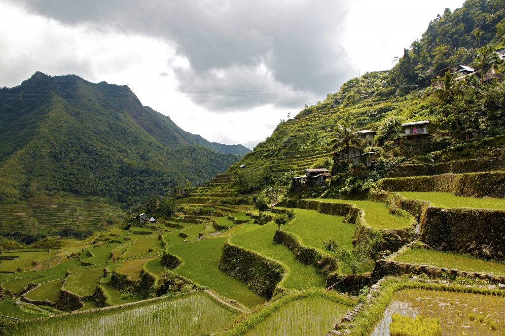 Zdjęcia: Banaue, Ifugao na wyspie Luzon , Ale w koło jest zielono, FILIPINY Zdjęcia: Banaue, Ifugao na wyspie Luzon , Ale w koło jest zielono, FILIPINY