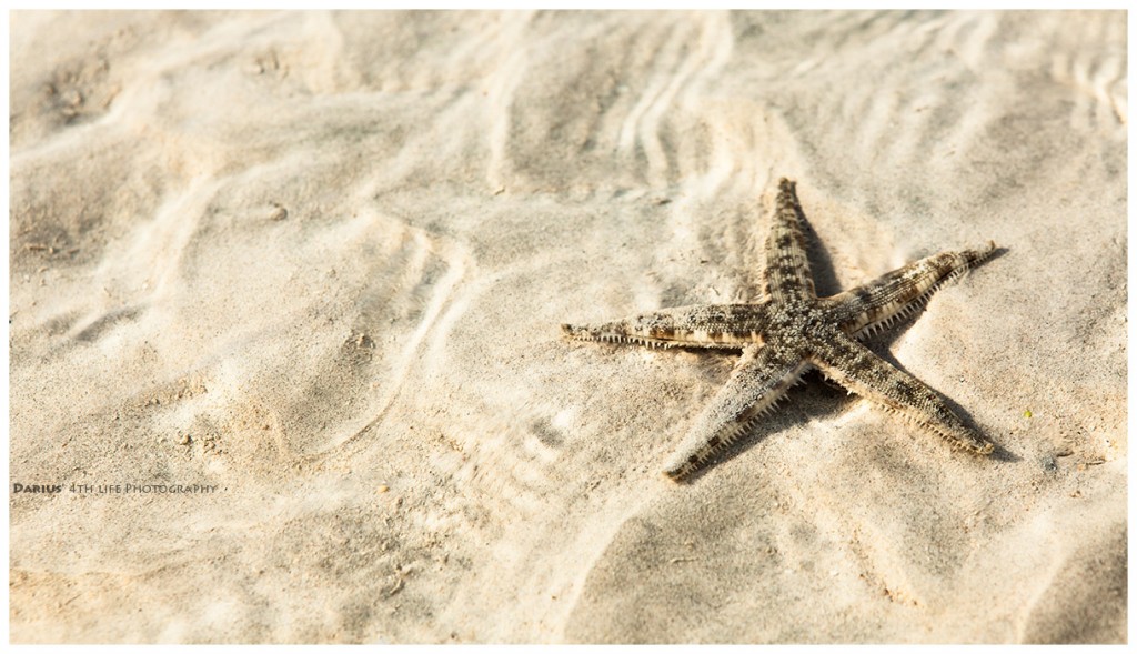 Zdjęcia: Siquijor, Visayas, Starfish, FILIPINY Zdjęcia: Siquijor, Visayas, Starfish, FILIPINY