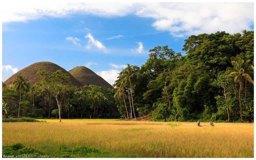 Zdjęcia: Bohol, Visayas, Rice filed, FILIPINY Zdjęcia: Bohol, Visayas, Rice filed, FILIPINY