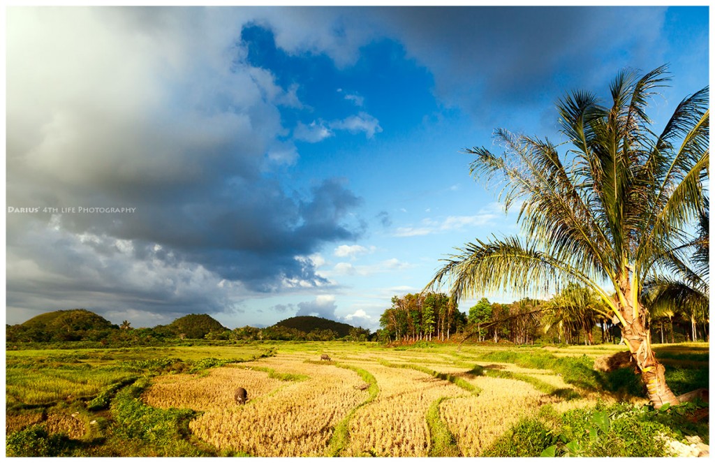 Zdjęcia: Bohol, Visayas, Rice fields at Bohol, FILIPINY Zdjęcia: Bohol, Visayas, Rice fields at Bohol, FILIPINY
