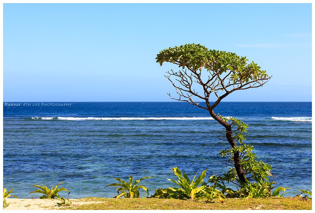 Zdjęcia: Cagayan, Luzon, Lonley Tree at the Ocean, FILIPINY Zdjęcia: Cagayan, Luzon, Lonley Tree at the Ocean, FILIPINY