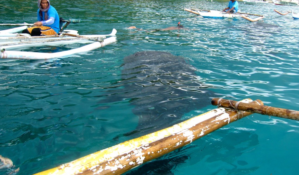 Zdjęcia: OSLOB, BOHOL, REKINY WIELORYBIE, FILIPINY Zdjęcia: OSLOB, BOHOL, REKINY WIELORYBIE, FILIPINY