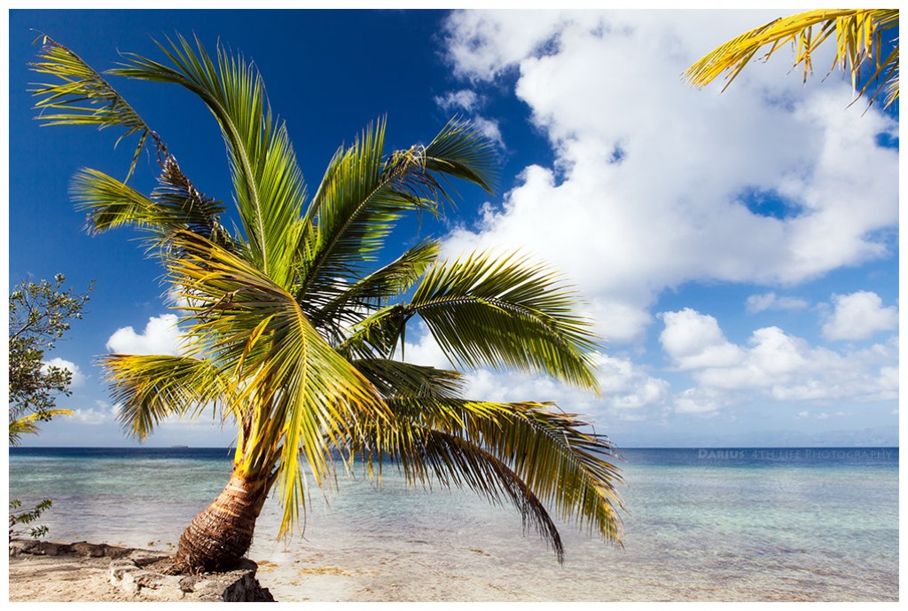 Zdjęcia: Moalboal, Cebu, Palm Tree, FILIPINY Zdjęcia: Moalboal, Cebu, Palm Tree, FILIPINY