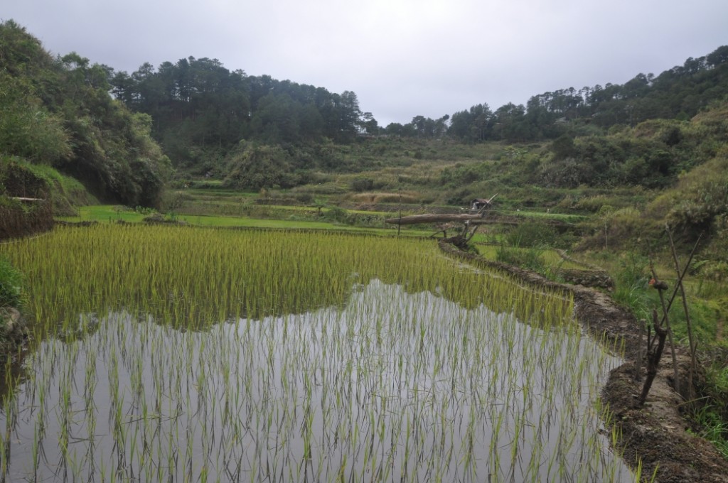 Zdjęcia: Banaue, N Luzon, Pole ryżowe, FILIPINY Zdjęcia: Banaue, N Luzon, Pole ryżowe, FILIPINY