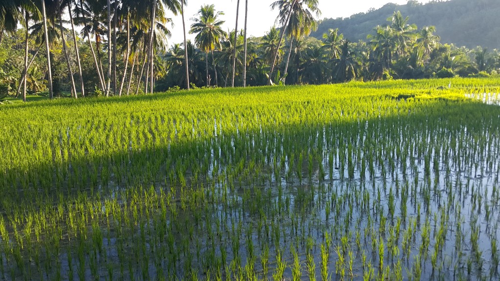 Zdjęcia: Bohol, Bohol, Pole ryzowe, FILIPINY Zdjęcia: Bohol, Bohol, Pole ryzowe, FILIPINY