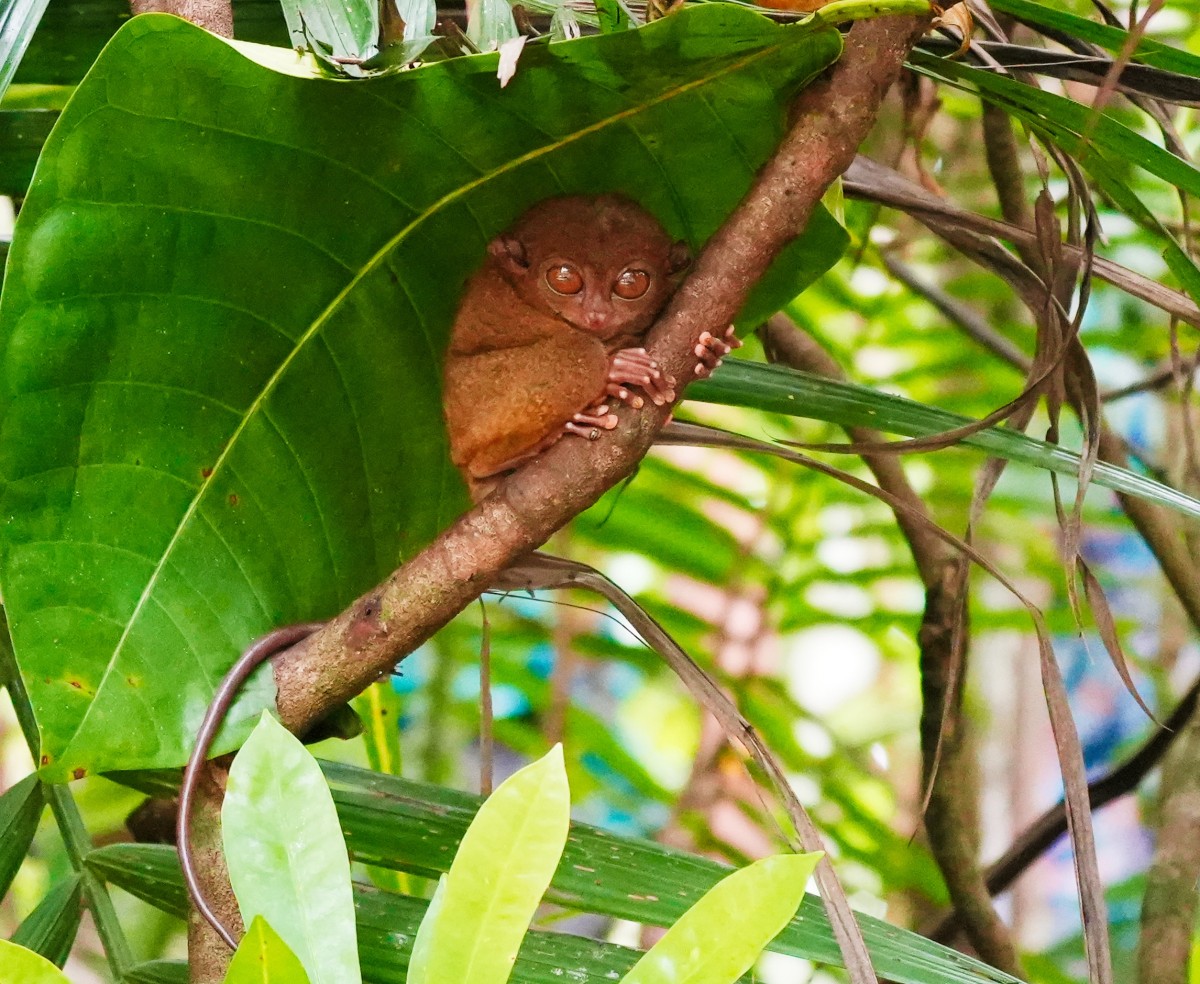 Zdjęcia: Tarsier Sanctuary., Wyspa Bohol, Tarsjusz pod listkiem, FILIPINY Zdjęcia: Tarsier Sanctuary., Wyspa Bohol, Tarsjusz pod listkiem, FILIPINY