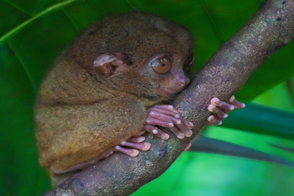 Zdjęcia: Tarsier Sanctuary., Wyspa Bohol, Przebudzony Tarsjusz, FILIPINY Zdjęcia: Tarsier Sanctuary., Wyspa Bohol, Przebudzony Tarsjusz, FILIPINY