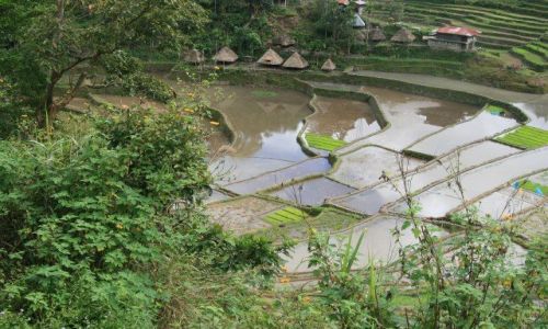Zdjęcie FILIPINY / Banaue / Batad / Tarasy ryzowe