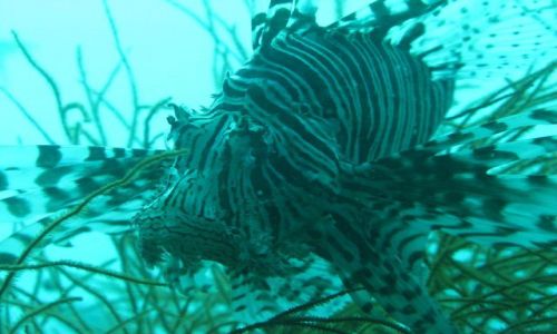 Zdjęcie FILIPINY / - / Coron Bay, Busuanga / Skrzydlica