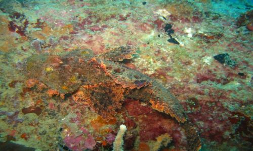 Zdjęcie FILIPINY / - / Coron Bay, Busuanga / Szkaradnica