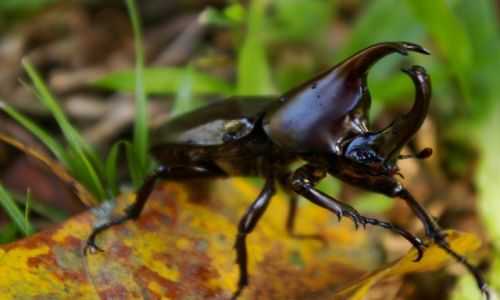 Zdjcie FILIPINY / Luzon / Gdzies w poblizu Naga / Robal