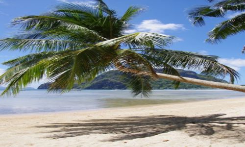 Zdjecie FILIPINY / Palawan / El Nido / Palma
