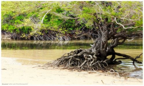Zdjcie FILIPINY / Busuanga / Ocamocam / Salt Water Mangrove