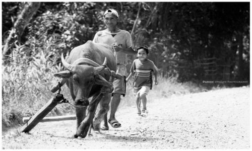 Zdjecie FILIPINY / Palawan / Palawan / Palawaani with a Carabao