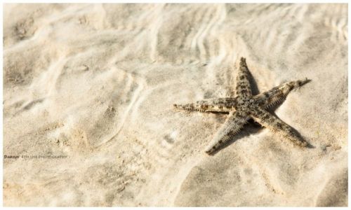 Zdjcie FILIPINY / Visayas / Siquijor / Starfish
