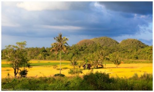 Zdjcie FILIPINY / Visayas / Bohol / Rice fields