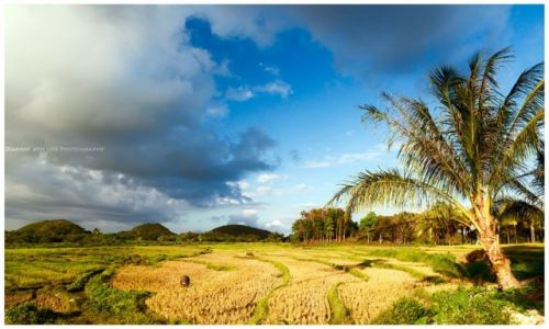 Zdjcie FILIPINY / Visayas / Bohol / Rice fields at Bohol