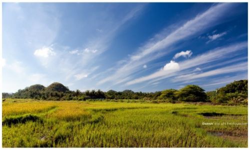 Zdjcie FILIPINY / Visayas / Bohol / Central Bohol Landscape