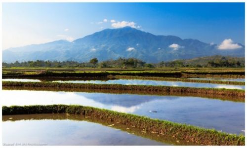 Zdjcie FILIPINY / Luzon / Isabela / Fertile Plains of Isabela