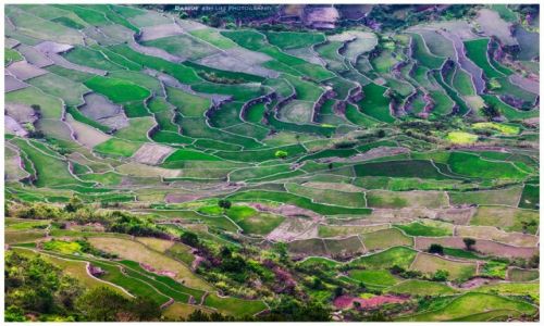 Zdjcie FILIPINY / Luzon / Ifugao / Rice Terrasses