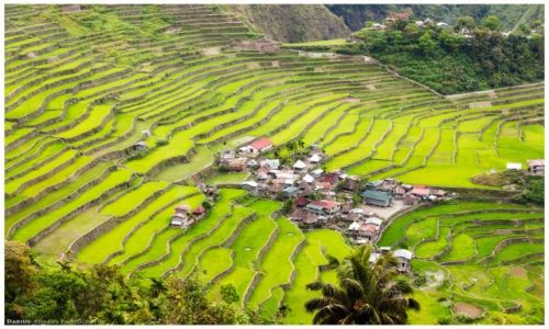 Zdjcie FILIPINY / Luzon / Batad / Batad